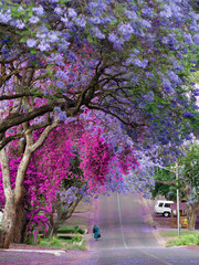 Jakarandaの咲く風景、南アフリカ共和国,
spring in the street, South Africa, Jakaranda, Spring、南アフリカ共和国、pretoria、ジャカランダ、紫、パープル、purple, street, 街路樹,プレトリア、ブーゲンビレア、ピンク、Bougainvillea