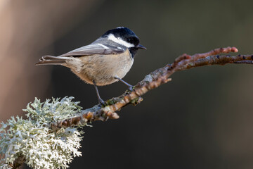 Coal tit (Periparus ater) perched on a branch with lichens against an out of focus background.