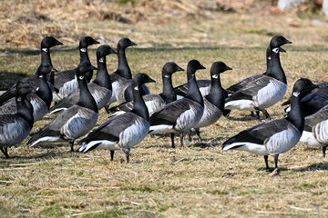 country goose and geese