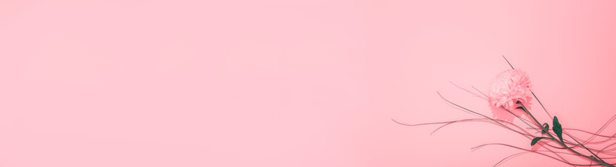 Pink banner with chrysanthemum and bergras and free copy space, empty text place. Holiday certificate. Business card backdrop. Layout design for a flower shop advertising or online course to florist