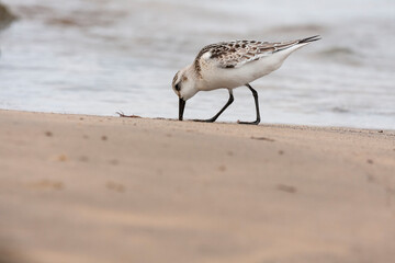 Sanderling (Calidris alba) feeding in the sand on the beach. Asturias, Spain