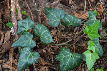 Fototapeta premium Close up on a new young ivy plant growing on the forest floor, UK 