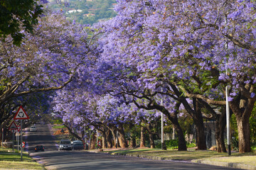 South Africa, Jakaranda, Spring