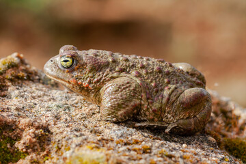 Selective focus of a Natterjack Toad (Epidalea calamita) on top of a rock against an out of focus background. Spain.