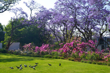 South Africa, Jakaranda, Spring