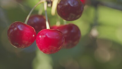 Fresh fruit on the tree