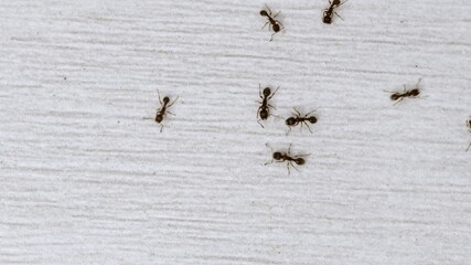 Ants wandering on the floor looking for food