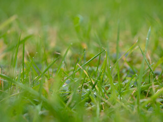 herbe