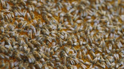 Honey bees on a hive cluster