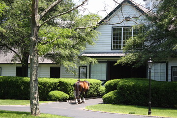 A stallion walking into a beautiful white barn among green shrubs and trees in the spring. © Margaret Burlingham