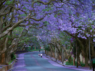 South Africa, Jakaranda, Spring、南アフリカ共和国、プレトリア、ヨハネスブルグ、ジャカランダ、ブーゲンビレア、紫、ピンク、パープル、