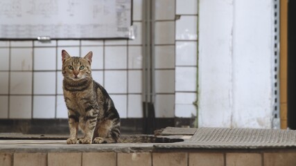 Stray catn in industrial interior
