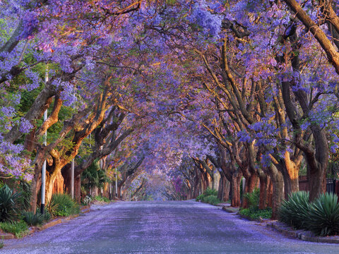 South Africa, Jakaranda, Spring、南アフリカ共和国、プレトリア、ヨハネスブルグ、ジャカランダ、ブーゲンビレア、紫、ピンク、パープル、