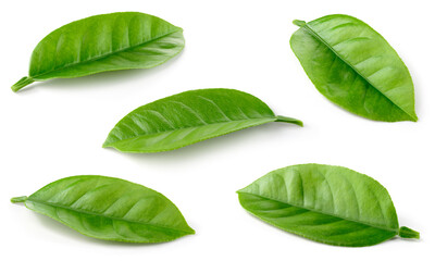 Citrus leaves on white. Orange, lemon, lime, tangerine leaf isolated. Orange leaf. Lemon leaf....