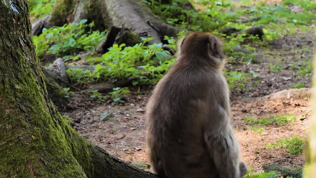 Peaceful japan macaque monkey