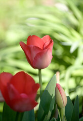 Red tulips and bud foreground in dim light against background of blurry green leaves in the sunlight