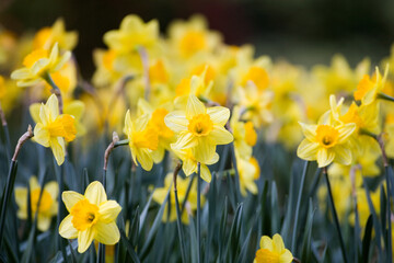 Blooming yellow daffodils in the foreground in a meadow with dark green background