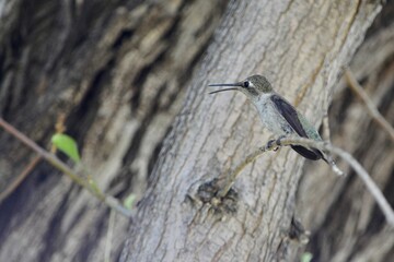 hummingbird in tree arizona