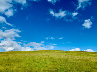 Obraz premium Sheep in field