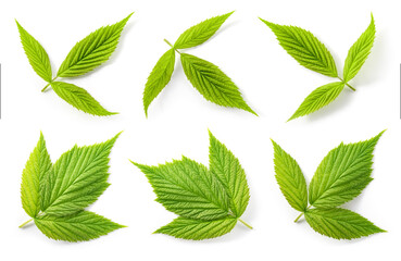 Raspberry leaf isolated. Green raspberry leaves isolate on white. Leaves white background.