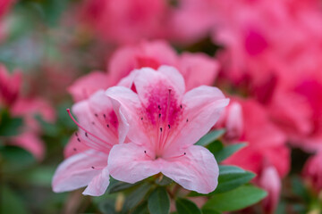 Beautiful pink azalea.