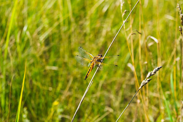 A dragonfly in a spring meadow on a sunny warm day.