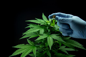 Cannabis leaves of a plant on dark background.