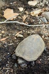 Desert Tortoise Arizona AZ Turtle Amphibian