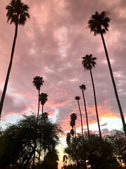 Palm Tree Lined Street at Sunset Phoenix Arizona AZ