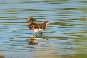 Calidris pugnax - Bataus - Ruff