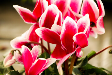 Fototapeta na wymiar Pink Cyclamen flower in the garden