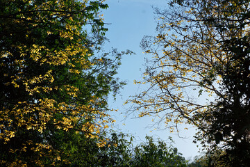 Branches of the treetops And the blue of the sky