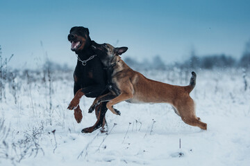 Belgian malinois shepherd dog fight with the Doberman at the snowfield