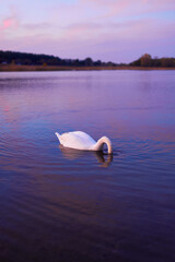 Beautiful swan swimming in lake at sunset time.