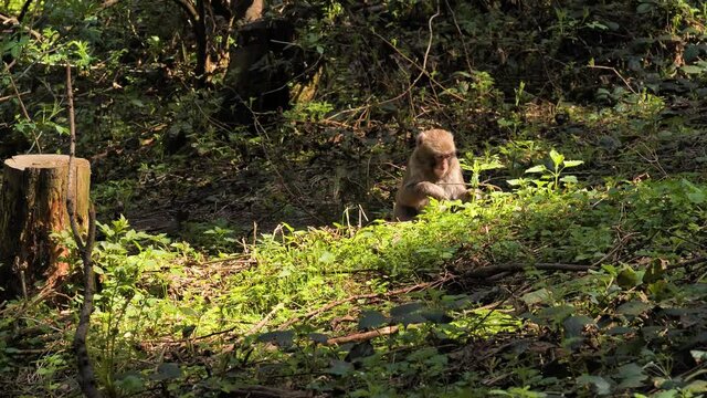 Peaceful japan macaque
