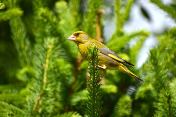 Chloris chloris - Florinte - European greenfinch