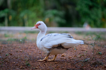 Obraz premium The duck want to play with water