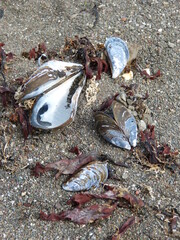 Muscheln, Strand