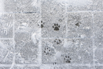 Animal tracks in the white snow. Wildlife. footprints cat in the snow