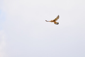 Common kestrel hovering (Falco tinnunculus) bird of prey hunting	