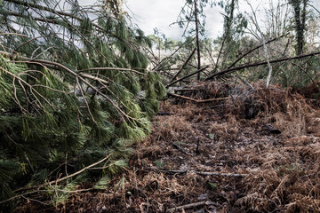 trees uprooted by a big storm