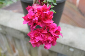 beautiful flower on the sky