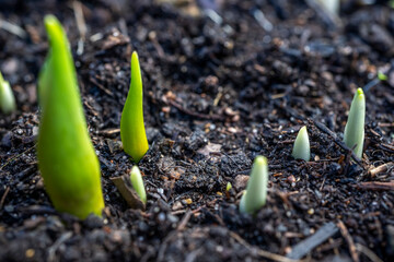 Tulip and crocus sprouts in early spring garden, spring awakening and grow concept. Fresh green plants on flowerbed. Spring backdrop with copy space.