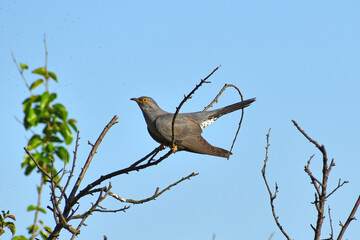 Cuculus canorus - Cuc - Common cuckoo