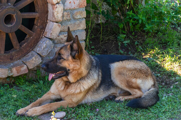 german shepherd dog on grass