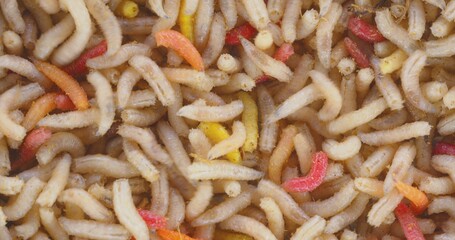 Lots of worms crawling as background texture closeup footage
