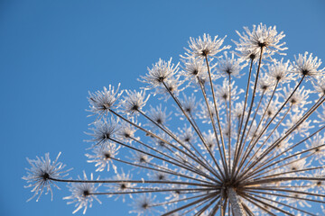 Umbelliferous plant cow-parsnip in winter