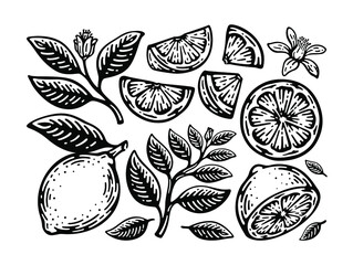 set of lemon, slice, leaf, and pistil in doodle vintage design. 