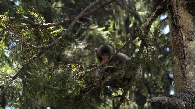 Young japan macaque monkey playing in tree