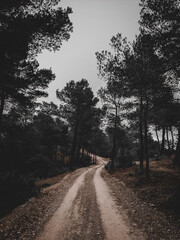 Ibiza, Spain - January 10, 2021: Cloudy scene of forest trails View of forest trails. Forest trail landscape. Cloudy view of forest path
